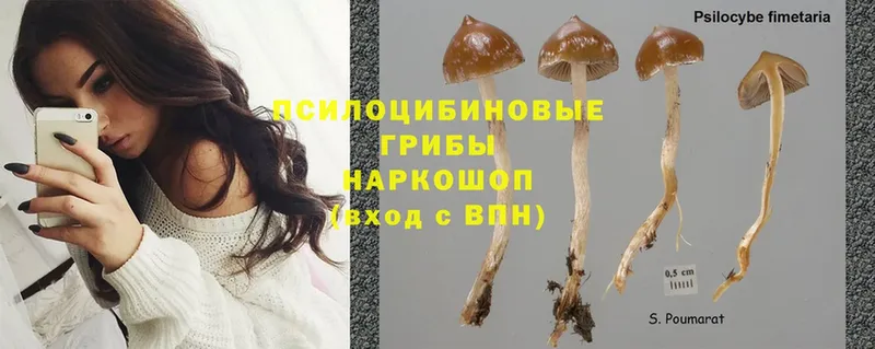 Псилоцибиновые грибы Psilocybine cubensis  Павловский Посад 